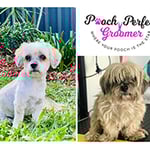 Pooch Perfect Groomer - Pic 2