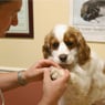 Veterinary Consultation