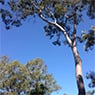 Tree Maintenance