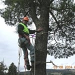 Curtis Tree Lopping Specialists - Pic 9