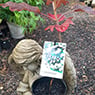 Garden Treasure Yarragon - Pic 2
