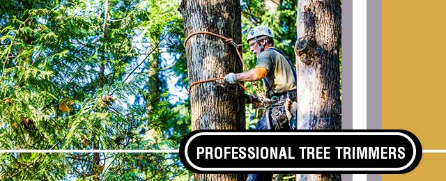Specialised Tree Services - Promotion 1