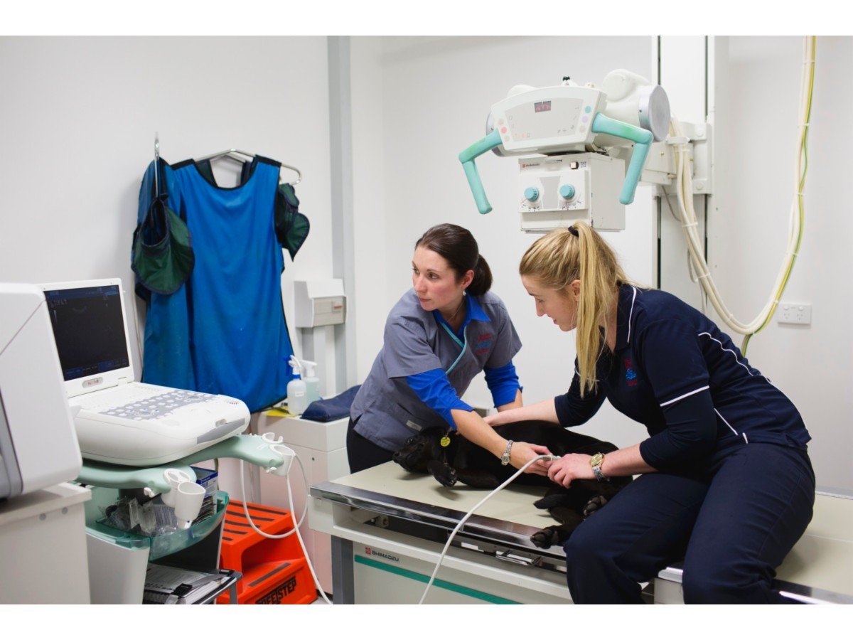 North Hobart Veterinary Hospital Vets & Veterinary Surgeons 223