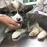 Mareeba Veterinary Surgery - Pic 2