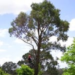 Tree Limits Pty Ltd - Pic 2