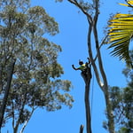Micks Tree Worx - Pic 6