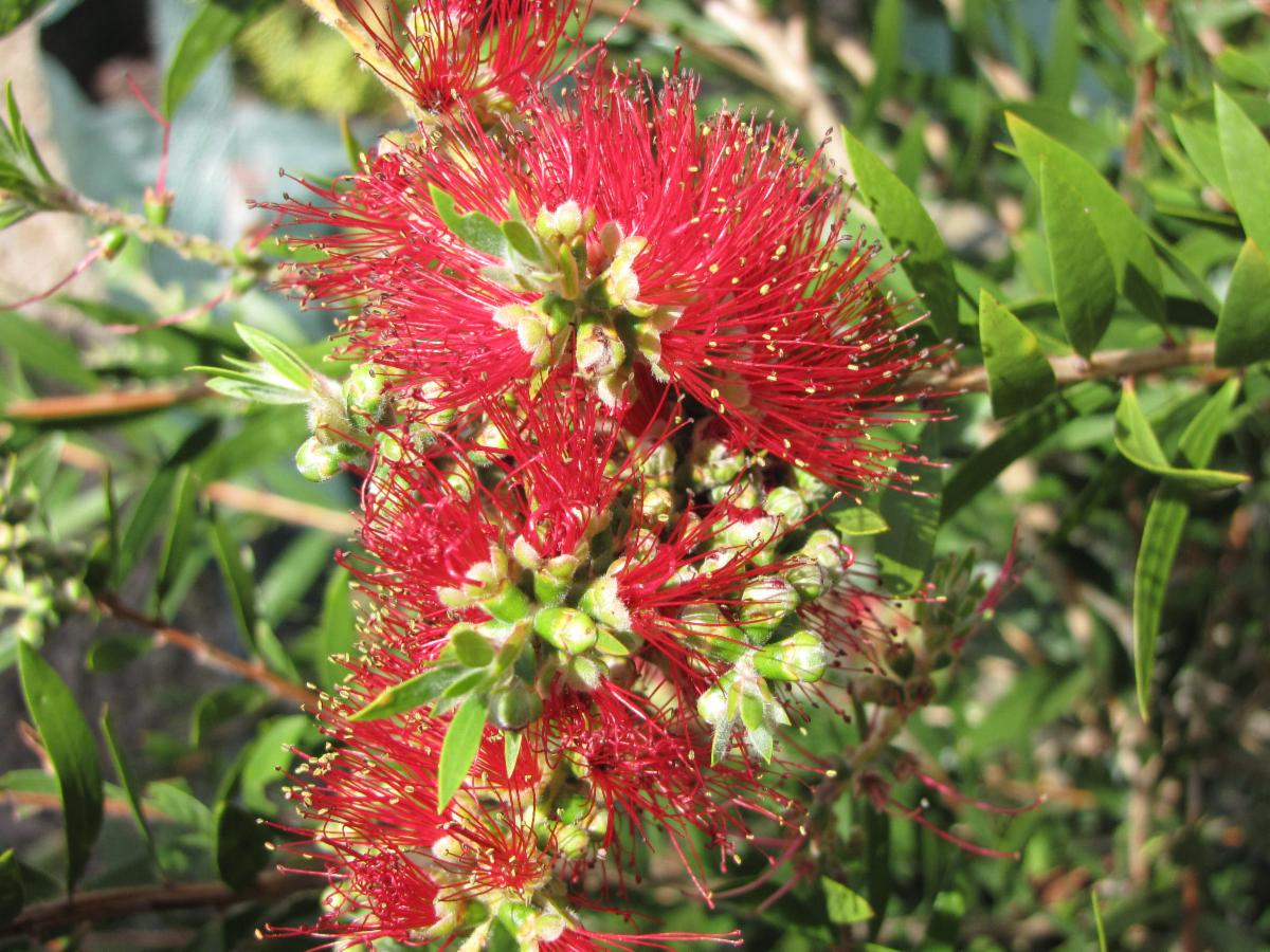 Westland Nurseries Garden Nurseries 118 Surf Rd Seven Mile Beach