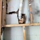 Termite Lead