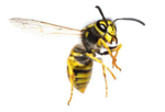 BP Homecare Pest Control - Pic 7