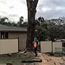 Walton's Tree Care Services - Pic 9