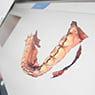 Bellerive Denture Clinic - Pic 4