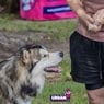 Urban Dog Training - Pic 8