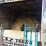 MSZ Tree Lopping Service - Pic 7