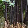 The Peace Of Bamboo - Pic 2