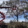 High Country Trees - Pic 1