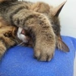 Tewantin Veterinary Surgery - Pic 5