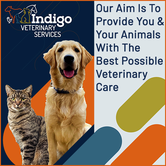 Indigo Veterinary Services - Promotion