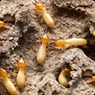 Chambers Pest Solutions - Pic 3
