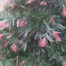 Robert's Home & Garden Maintenance - Pic 7