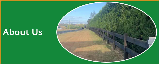 BSK Tree Services Pty Ltd - Promotion 2