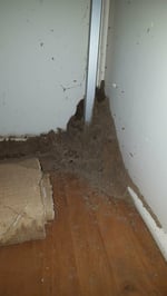 Picton Pest Control - Pic 7