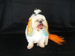Camden Dog Grooming Centre - Pic 7