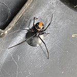 Armor Pest Control - Pic 2