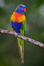 Living Jungle - Pic 6
