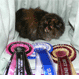 Canterbury Tails Boutique Boarding Cattery - Pic 3