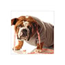 Valley Veterinary Surgery Pty Ltd - Pic 5