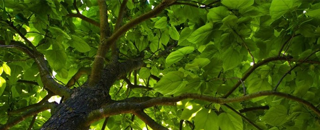 Arbator Tree Services - Promotion 1