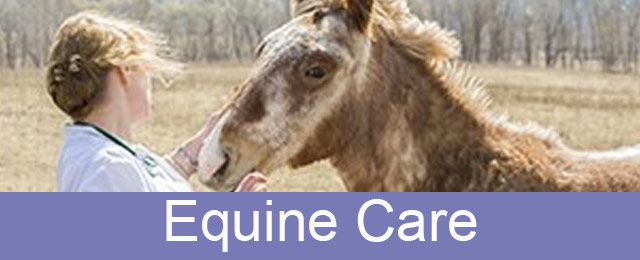 Port Augusta Veterinary Services - Promotion 2