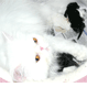 Canterbury Tails Boutique Boarding Cattery - Pic 5
