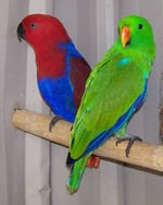 Living Jungle - Pic 9