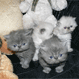 Canterbury Tails Boutique Boarding Cattery - Pic 6