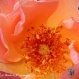 Mandalay Photography - Pic 10