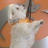Pet Universe Veterinary Centre Broadview & Northgate - Pic 4