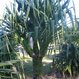 Plantation 2000 - Pic 2