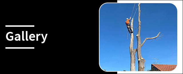 Harringtons Tree Services - Promotion 3