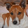 The Southern Dog - Pic 2