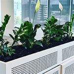 D&L Indoor Plant Hire & Garden Maintenance Pty Ltd - Pic 8