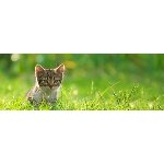 Murwillumbah Veterinary Clinic - Pic 4