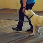 Lana's Dog Training - Pic 6