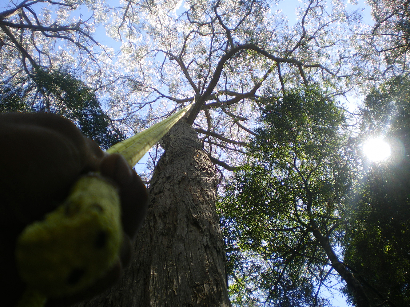 Rock Solid Tree Service Tree & Stump Removal Services Devonport