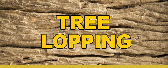 Maxi Mulch Tree Clearing - Promotion 3