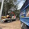 True Blue Tree & Stump Removal - Pic 2