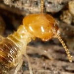 Fezzy's Pest Control - Pic 3