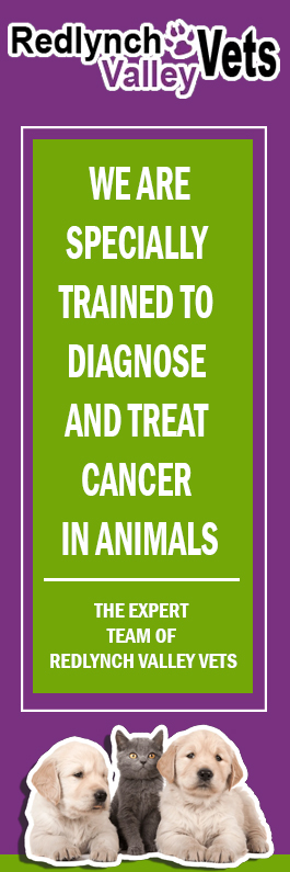 Redlynch Valley Vets - Promotion