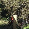Albury Wodonga Tree & Stump Removal - Pic 9