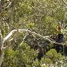 Arboressence - Pic 4